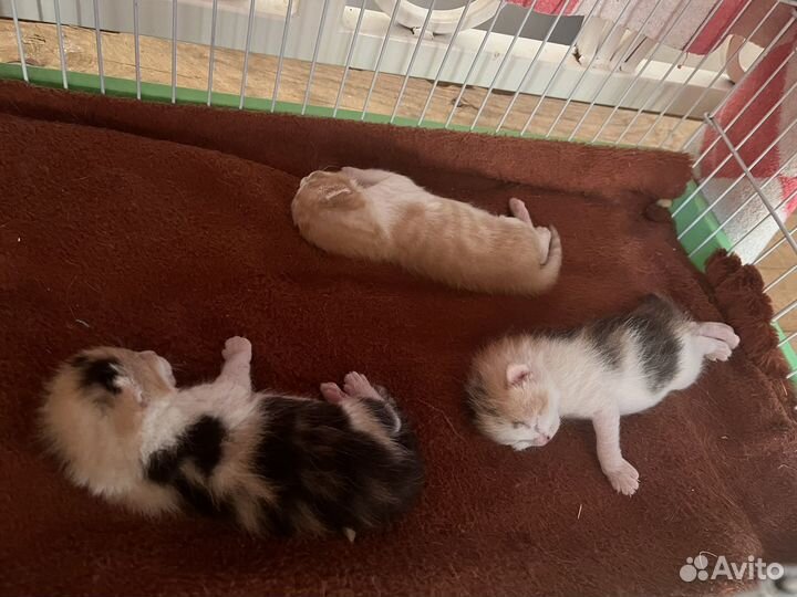 Котята в добрые руки