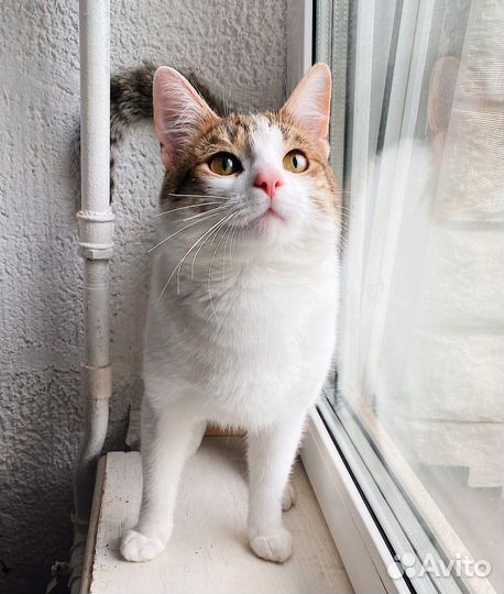 Позитивный, добрейший кот Сёмка