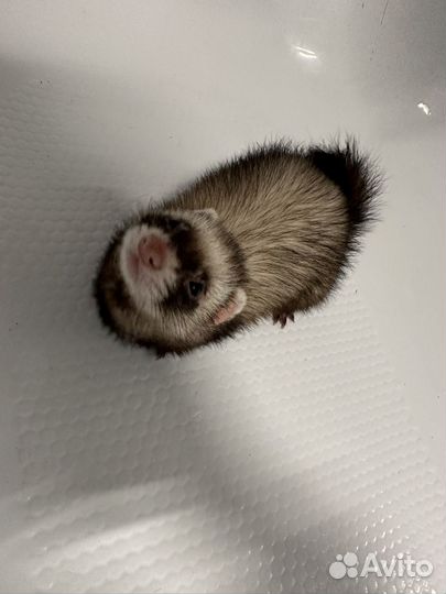 Хорек с клеткой