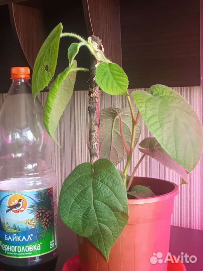 Саженцы киви (актинидия)