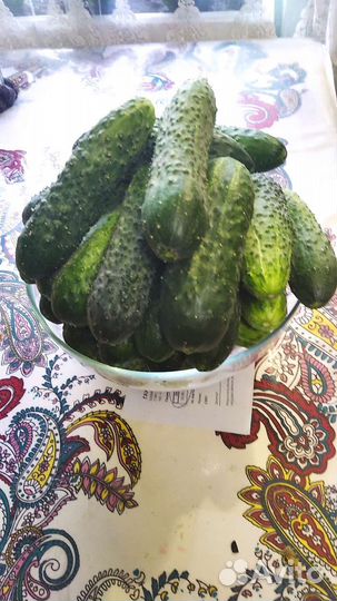 Огурцы свежие домашние для засолки