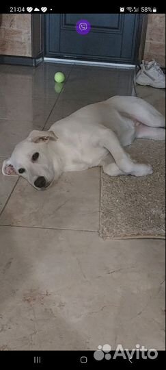 Щенок в добрые руки