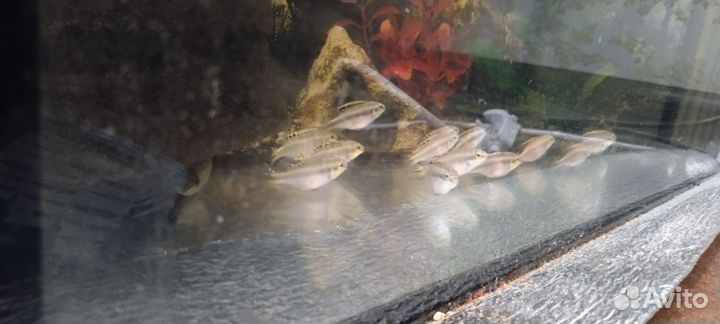 Аквариумные рыбки попугай