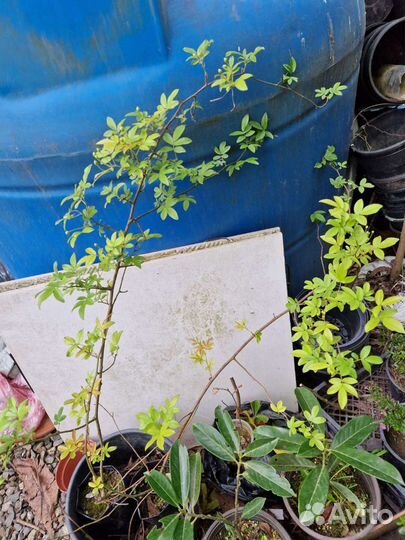 Безшипная Роза Бэнгаса и др