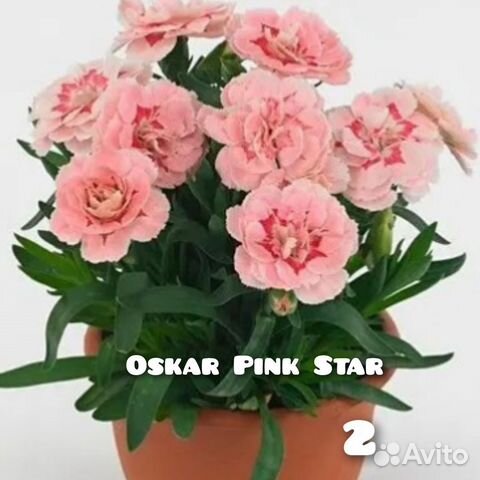 Многолетние садовые цветы. Гвоздика вегетативная купить в Воронеже ...