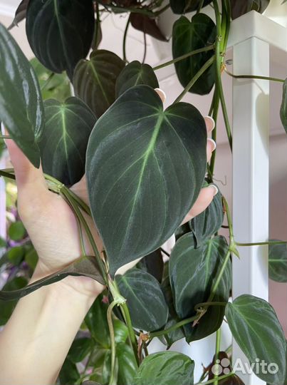 Сциндапсус, эпипремнум, филодендрон