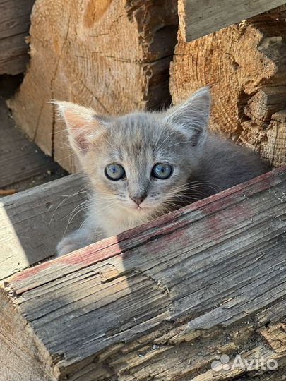 Котятки