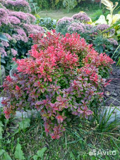 Барбарис Адмирейшн