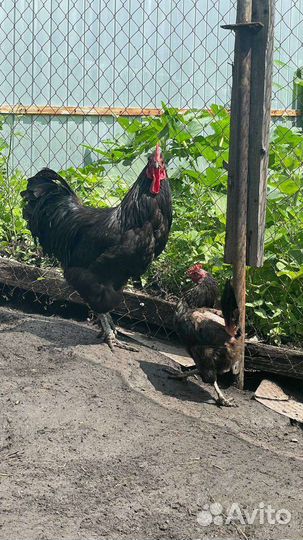 Петух Джерсийский гигант