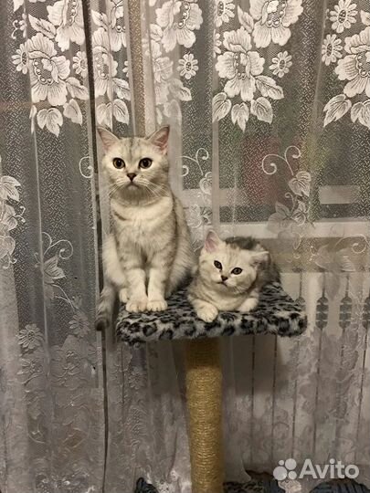 Кошка в добрые руки