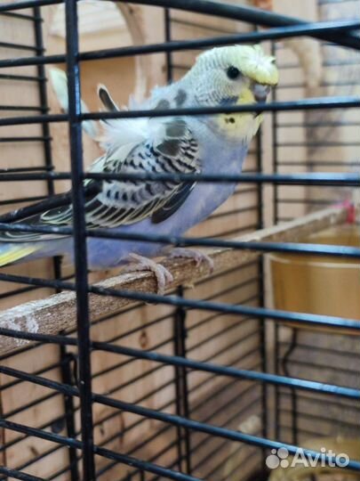 Волнистый попугай хагорома