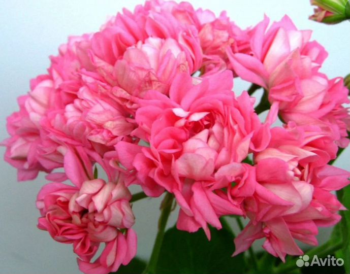 Пеларгония герань сортовая