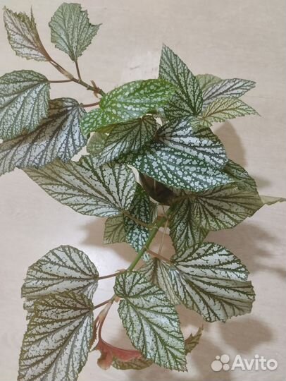 Бегонии сортовые