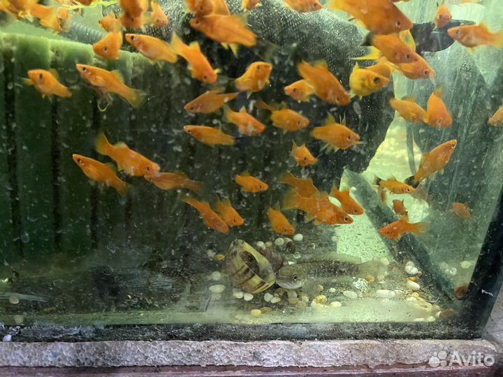 Рыбки Аквариумные, собственное разведение