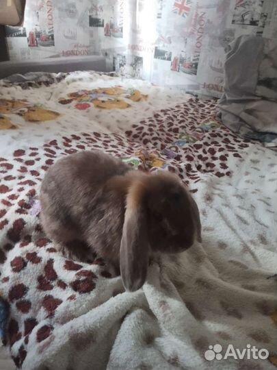 Карликовый вислоухий кролик