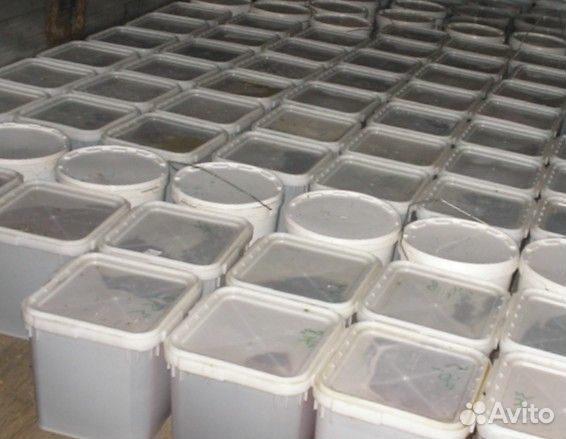 Мед донниковый оптом