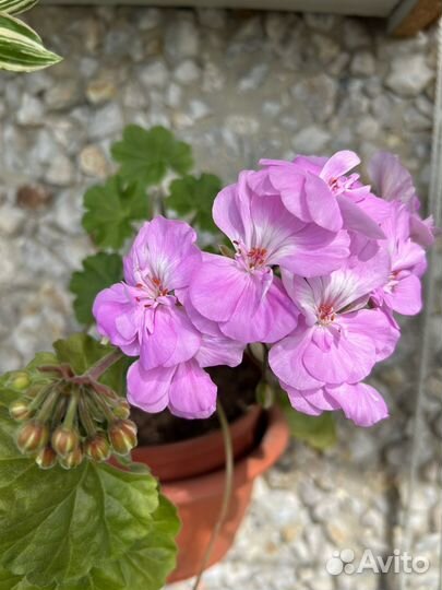 Пеларгония сортовая
