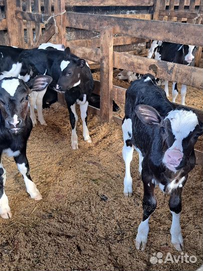 Бычки оптом
