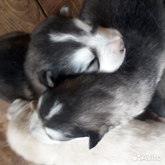 Щенки маламута