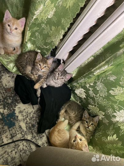 Домашние животные котята