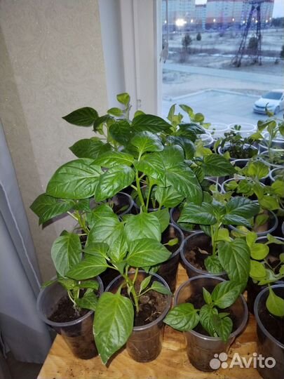 Перец болгарский рассада