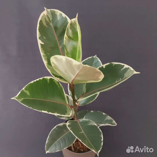 Фикус Тенике Комнатные растения Тюмень