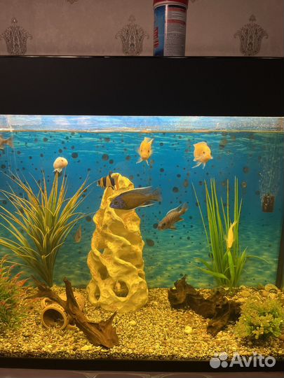 Аквариум с тумбой, рыбками и всем содержимым
