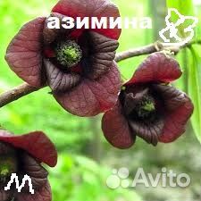 Семена азимины