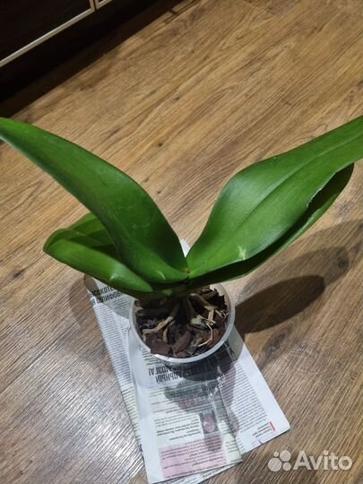 Орхидея Freeride