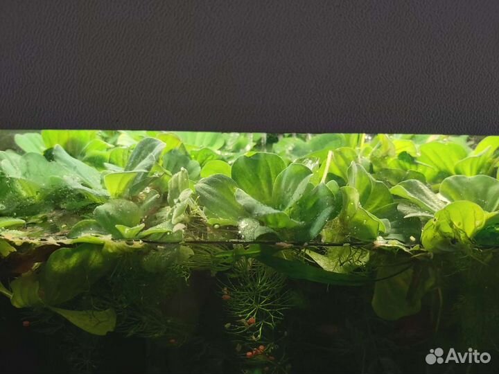 Пистия-верхоплавка, анциструс желтый