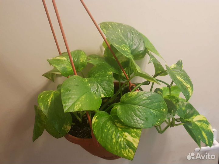 Сциндапсус золотистый