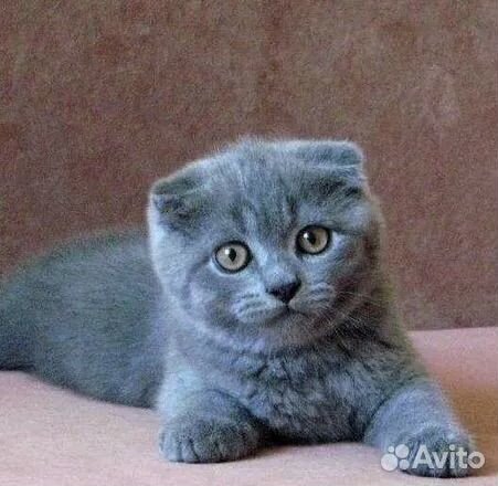 Шотландские вислаухие мальчики