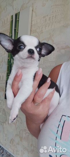 Чихуахуа мальчишки