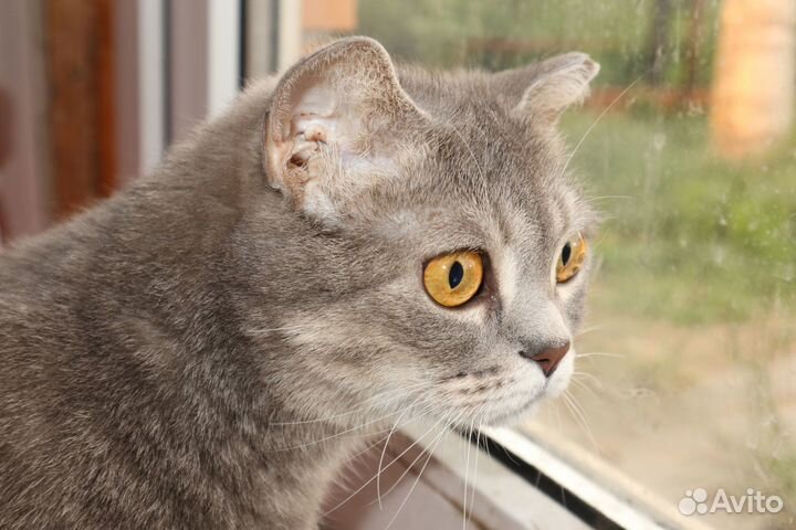 Поночка ищет дом