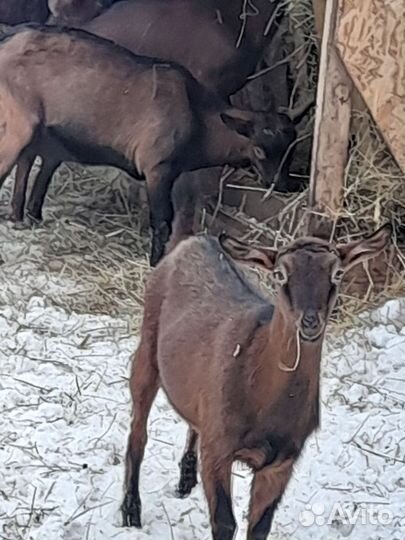 Нубийские козы