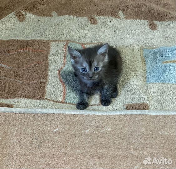 Отдам котят