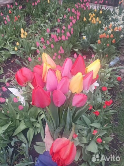 Луковицы тюльпанов 3 шт