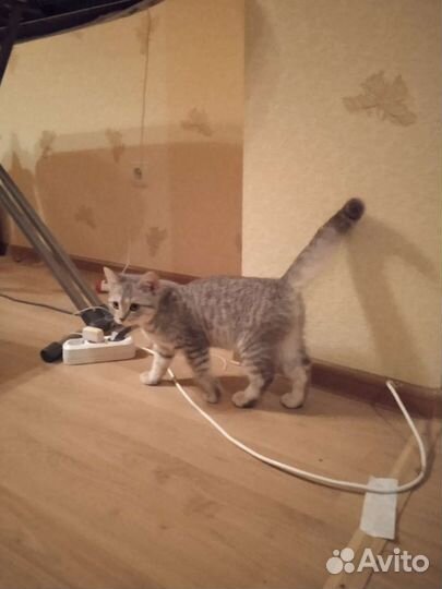 Шотландская кошечка 5 месяцев