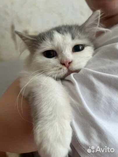 Кошка в дар