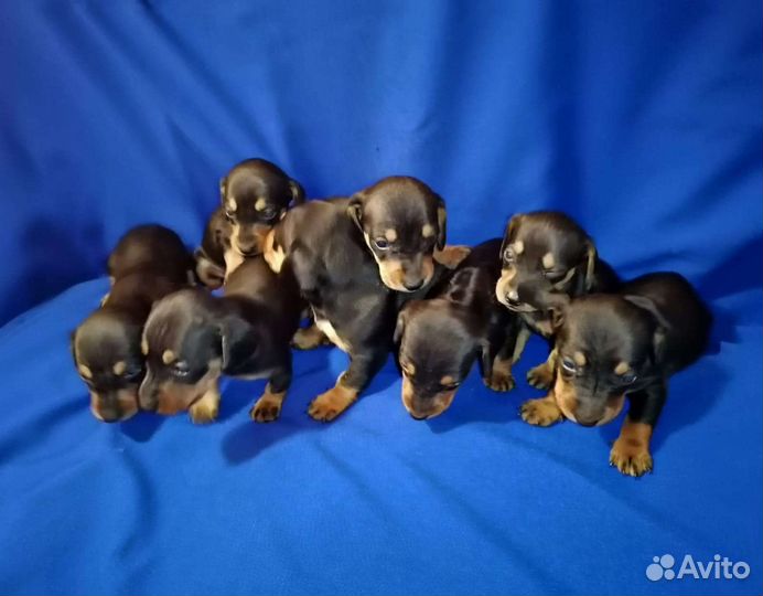 Щенки таксы