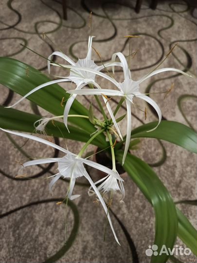 Гименокаллис карибский