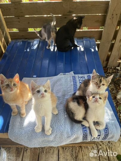 Котята в добрые руки бесплатно