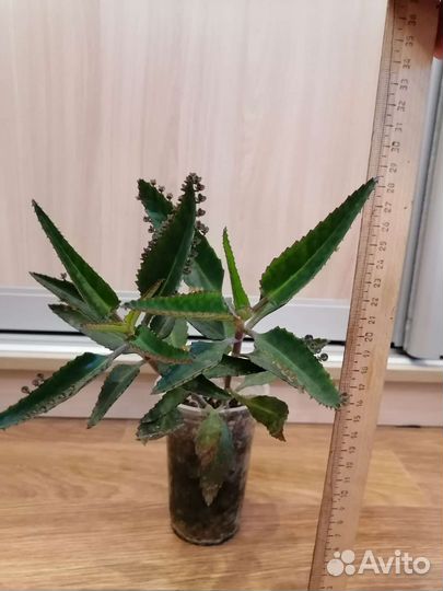 Каланхоэ Дегремона (лечебное)