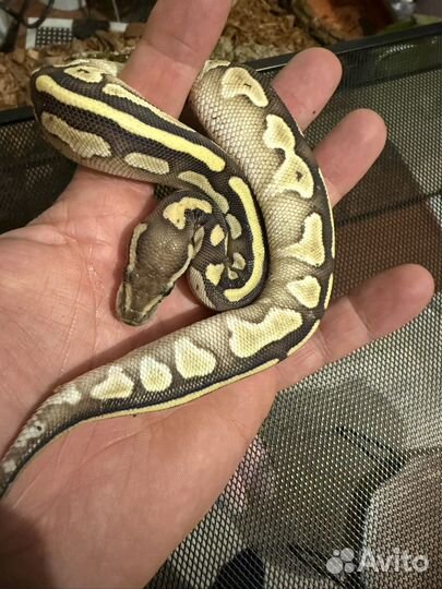 Змея lesser самка