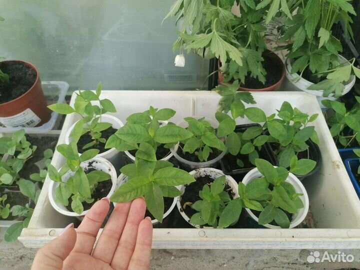 Петунья, ветреница