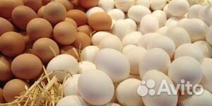 Вахта Москва Упаковщик яичек еда+жилье