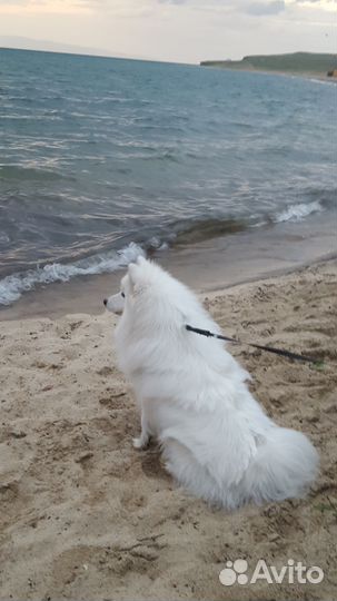 Японский шпиц вязка