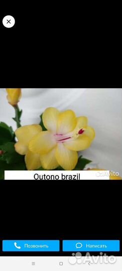 Декабрист шлюмбергера сортовые