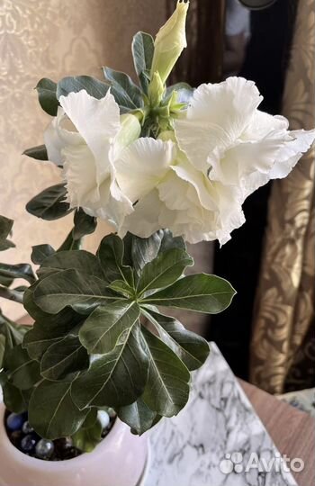 Семена адениума