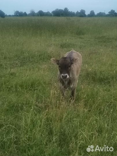 Коровы с телята